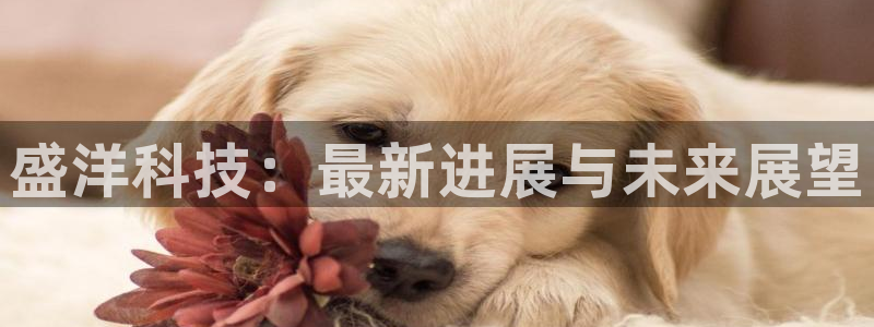 盛洋科技：最新进展与未来展望
