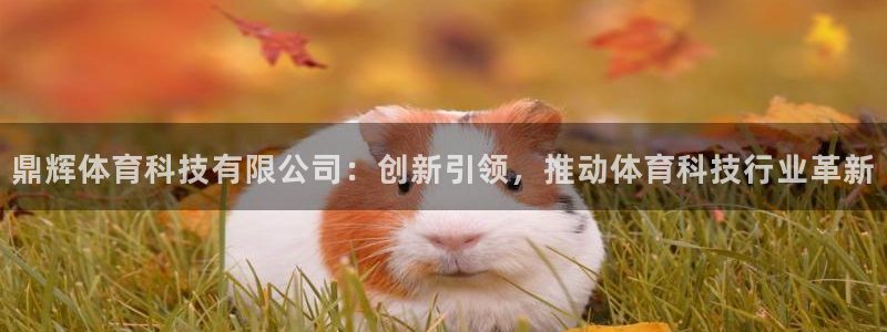 鼎辉体育科技有限公司：创新引领，推动体育科技行业革新